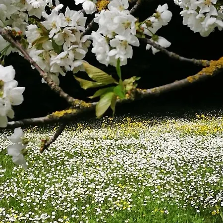 Serra Pineta Casa de Campo