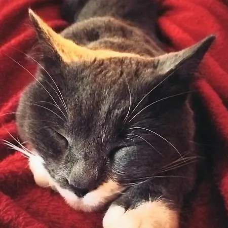 Casa de Campo Serra Pineta