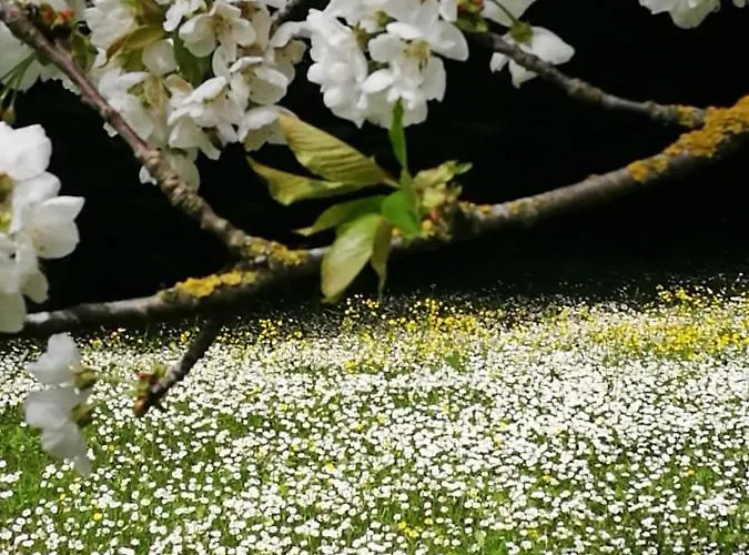 Serra Pineta منزل ريفي