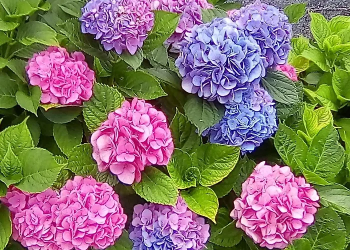 Serra Pineta Séjour à la campagne