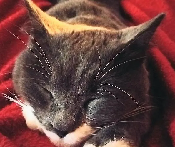 منزل ريفي Serra Pineta